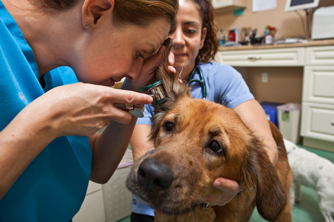 Veterinary Technician Career