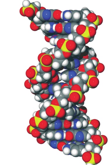 DNA Molecule