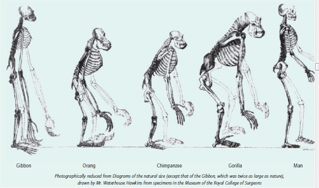 Human Evolution