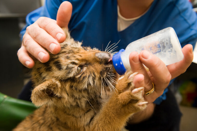 Animal Care and Animal Science Career Field